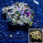 Protopalythoa Coral Vietnam (click for more detail)