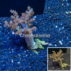 Pineapple Tree Coral Indonesia (click for more detail)