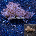 Xenia Coral Indonesia (click for more detail)