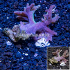 Sinularia Leather Coral Vietnam (click for more detail)