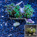 LiveAquaria® Cultured Torch Coral  (click for more detail)