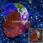 LiveAquaria® Cultured Red and Blue Sponge (click for more detail)