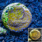 LiveAquaria® Cultured Montipora Coral (click for more detail)