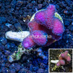 LiveAquaria® Cultured Pink Stylophora Coral  (click for more detail)