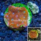 LiveAquaria® Cultured Favia Coral (click for more detail)