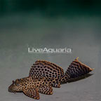 Spotted Pleco (click for more detail)