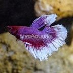 Halfmoon Betta, Male  (click for more detail)