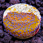 USA Cultured Ultra Montipora Coral (click for more detail)