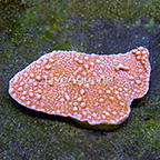Aussie Scrolling Montipora Coral  (click for more detail)