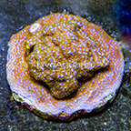 Encrusting Montipora Coral Indonesia (click for more detail)