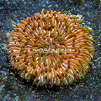Short Tentacle Plate Coral Indonesia (click for more detail)