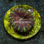 Aussie Mini Scolymia Coral  (click for more detail)
