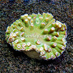 Aussie Turbinaria Coral  (click for more detail)
