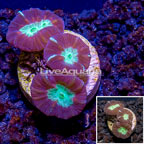 LiveAquaria® Cultured Candy Cane Coral  (click for more detail)