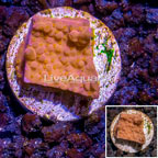 LiveAquaria® Cultured Montipora Coral (click for more detail)