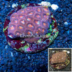 Favia Brain Coral Indonesia (click for more detail)