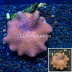 Toadstool Leather Coral Vietnam (click for more detail)