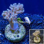 Pineapple Tree Coral Indonesia (click for more detail)