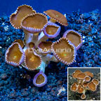 LiveAquaria® Cultured Protopalythoa Polyps  (click for more detail)