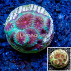 LiveAquaria® Cultured Favia Coral (click for more detail)