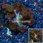 LiveAquaria® Cultured Protopalythoa Polyps (click for more detail)