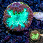 LiveAquaria® Cultured Blastomussa Coral (click for more detail)