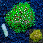 LiveAquaria® Cultured Starburst Polyps  (click for more detail)