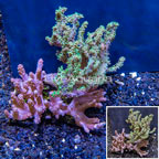 Sinularia Coral & Tree Coral, Assorted Combo Indonesia (click for more detail)