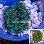 Mini Carpet Anemone (click for more detail)