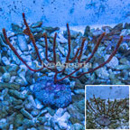 Red Sea Fan (click for more detail)