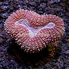 ORA® Marshall Island Mandarin Lobophyllia Coral (click for more detail)