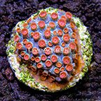 ORA® Meteor Shower Cyphastrea Coral (click for more detail)