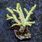 Sinularia Finger Leather Coral Indonesia (click for more detail)