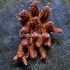 Aussie Bushy Acropora Coral  (click for more detail)