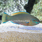 Quoyi Parrotfish Initial Phase Male (click for more detail)
