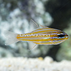 Southern Orange-Lined Cardinalfish (click for more detail)