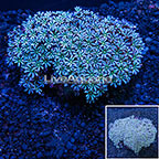 Pipe Organ Coral Australia (click for more detail)