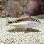 Freckled Hawkfish  (click for more detail)