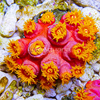 Aussie Tube Coral Pink (click for more detail)