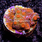 LiveAquaria® Red and Orange Cyphastrea Coral (click for more detail)