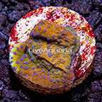 USA Cultured Ultra Montipora Coral (click for more detail)