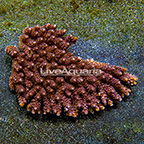 Aussie Tabling Acropora Coral  (click for more detail)