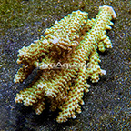 Aussie Bushy Acropora Coral  (click for more detail)