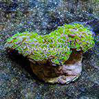 Reverse Stem Hammer Coral Indonesia (click for more detail)