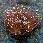 Aussie Torch Coral (click for more detail)