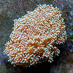Aussie Frogspawn Coral  (click for more detail)