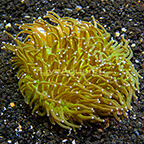 Long Tentacle Plate Coral Indonesia (click for more detail)