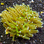Long Tentacle Plate Coral Indonesia (click for more detail)