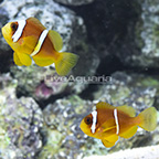 Biota Captive-Bred Two Banded Clownfish (Bonded Pair) (click for more detail)