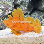 Eschmeyer's Scorpionfish, Orange  (click for more detail)